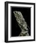 Chlamidausaurus Kingi (Frilled Lizard)-Paul Starosta-Framed Photographic Print