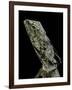 Chlamidausaurus Kingi (Frilled Lizard)-Paul Starosta-Framed Photographic Print