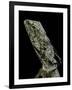 Chlamidausaurus Kingi (Frilled Lizard)-Paul Starosta-Framed Photographic Print