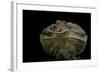 Chlamidausaurus Kingi (Frilled Lizard)-Paul Starosta-Framed Photographic Print