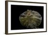 Chlamidausaurus Kingi (Frilled Lizard)-Paul Starosta-Framed Photographic Print