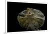 Chlamidausaurus Kingi (Frilled Lizard)-Paul Starosta-Framed Photographic Print