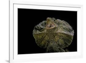 Chlamidausaurus Kingi (Frilled Lizard)-Paul Starosta-Framed Photographic Print