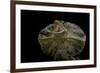 Chlamidausaurus Kingi (Frilled Lizard)-Paul Starosta-Framed Photographic Print