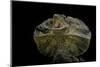 Chlamidausaurus Kingi (Frilled Lizard)-Paul Starosta-Mounted Photographic Print