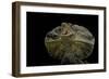 Chlamidausaurus Kingi (Frilled Lizard)-Paul Starosta-Framed Photographic Print