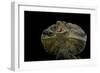 Chlamidausaurus Kingi (Frilled Lizard)-Paul Starosta-Framed Photographic Print