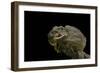 Chlamidausaurus Kingi (Frilled Lizard)-Paul Starosta-Framed Photographic Print