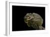 Chlamidausaurus Kingi (Frilled Lizard)-Paul Starosta-Framed Photographic Print