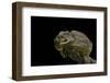 Chlamidausaurus Kingi (Frilled Lizard)-Paul Starosta-Framed Photographic Print