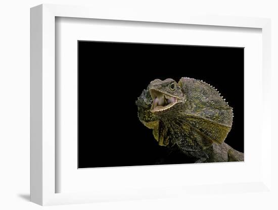 Chlamidausaurus Kingi (Frilled Lizard)-Paul Starosta-Framed Photographic Print