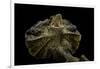 Chlamidausaurus Kingi (Frilled Lizard)-Paul Starosta-Framed Photographic Print