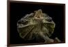 Chlamidausaurus Kingi (Frilled Lizard)-Paul Starosta-Framed Photographic Print