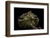 Chlamidausaurus Kingi (Frilled Lizard)-Paul Starosta-Framed Photographic Print