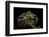 Chlamidausaurus Kingi (Frilled Lizard)-Paul Starosta-Framed Photographic Print