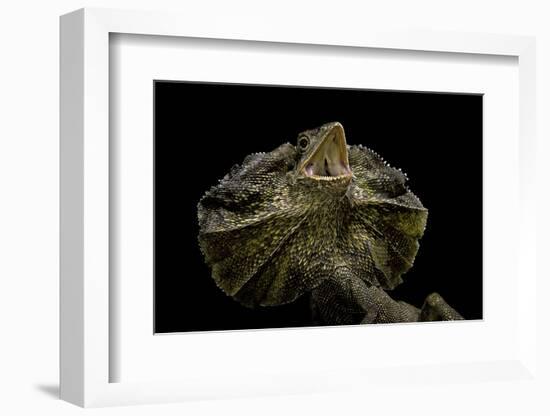 Chlamidausaurus Kingi (Frilled Lizard)-Paul Starosta-Framed Photographic Print