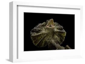 Chlamidausaurus Kingi (Frilled Lizard)-Paul Starosta-Framed Photographic Print