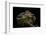 Chlamidausaurus Kingi (Frilled Lizard)-Paul Starosta-Framed Photographic Print