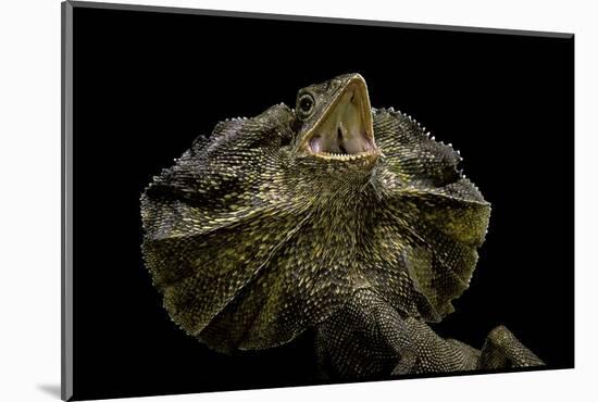 Chlamidausaurus Kingi (Frilled Lizard)-Paul Starosta-Mounted Photographic Print