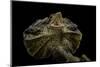 Chlamidausaurus Kingi (Frilled Lizard)-Paul Starosta-Mounted Photographic Print