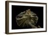 Chlamidausaurus Kingi (Frilled Lizard)-Paul Starosta-Framed Photographic Print