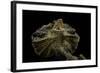 Chlamidausaurus Kingi (Frilled Lizard)-Paul Starosta-Framed Photographic Print