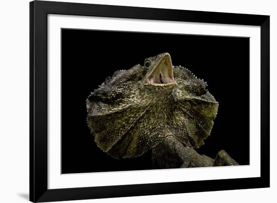 Chlamidausaurus Kingi (Frilled Lizard)-Paul Starosta-Framed Photographic Print