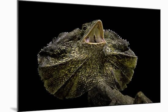 Chlamidausaurus Kingi (Frilled Lizard)-Paul Starosta-Mounted Photographic Print