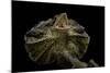 Chlamidausaurus Kingi (Frilled Lizard)-Paul Starosta-Mounted Photographic Print