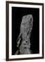 Chlamidausaurus Kingi (Frilled Lizard)-Paul Starosta-Framed Photographic Print