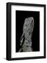 Chlamidausaurus Kingi (Frilled Lizard)-Paul Starosta-Framed Photographic Print