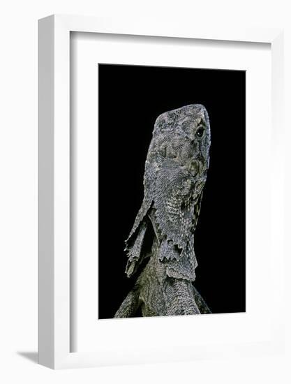 Chlamidausaurus Kingi (Frilled Lizard)-Paul Starosta-Framed Photographic Print