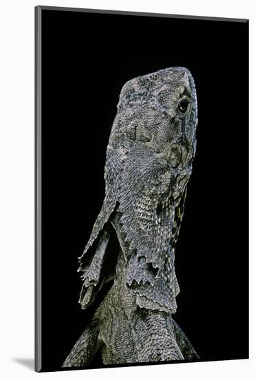 Chlamidausaurus Kingi (Frilled Lizard)-Paul Starosta-Mounted Photographic Print