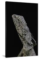 Chlamidausaurus Kingi (Frilled Lizard)-Paul Starosta-Stretched Canvas