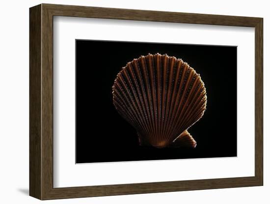 Chlamys Asperrima-Paul Starosta-Framed Photographic Print