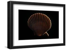 Chlamys Asperrima-Paul Starosta-Framed Photographic Print