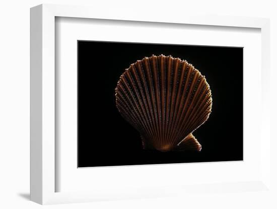 Chlamys Asperrima-Paul Starosta-Framed Photographic Print