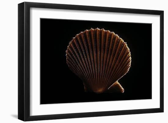 Chlamys Asperrima-Paul Starosta-Framed Photographic Print