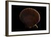 Chlamys Asperrima-Paul Starosta-Framed Photographic Print