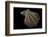 Chlamys Imbricata-Paul Starosta-Framed Premium Photographic Print