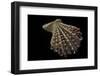 Chlamys Imbricata-Paul Starosta-Framed Premium Photographic Print