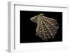 Chlamys Imbricata-Paul Starosta-Framed Premium Photographic Print