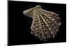 Chlamys Imbricata-Paul Starosta-Mounted Premium Photographic Print