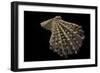 Chlamys Imbricata-Paul Starosta-Framed Photographic Print