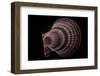 Chlamys Islandicus-Paul Starosta-Framed Photographic Print