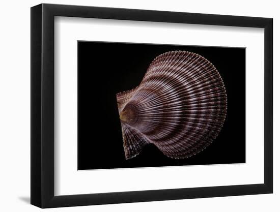 Chlamys Islandicus-Paul Starosta-Framed Photographic Print