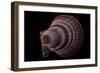 Chlamys Islandicus-Paul Starosta-Framed Photographic Print