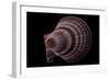 Chlamys Islandicus-Paul Starosta-Framed Photographic Print