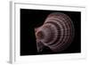 Chlamys Islandicus-Paul Starosta-Framed Photographic Print