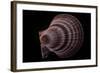 Chlamys Islandicus-Paul Starosta-Framed Photographic Print